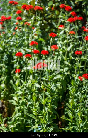Lychnis chalcedica, Lychnis chalcedica 'Croix Rouge', Lychnis chalcedica scarlet-fleuri, croix de Jérusalem Banque D'Images