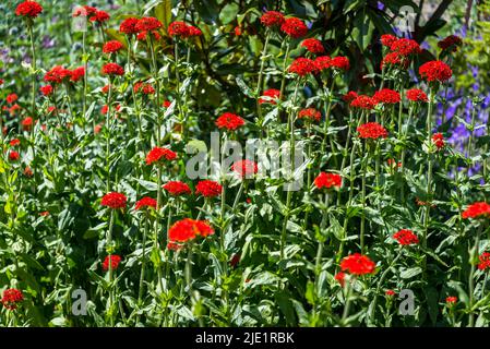 Lychnis chalcedica, Lychnis chalcedica 'Croix Rouge', Lychnis chalcedica scarlet-fleuri, croix de Jérusalem Banque D'Images