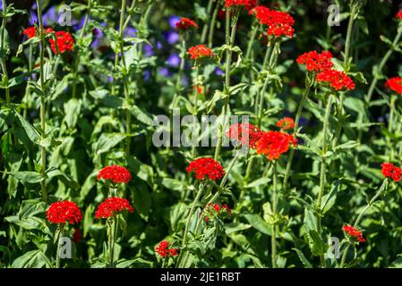 Lychnis chalcedica, Lychnis chalcedica 'Croix Rouge', Lychnis chalcedica scarlet-fleuri, croix de Jérusalem Banque D'Images
