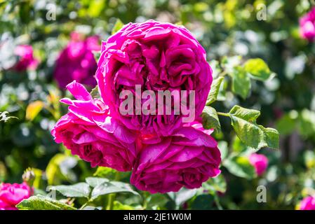 Rosa (Dame de Megginch) = 'Ausvolume' Banque D'Images