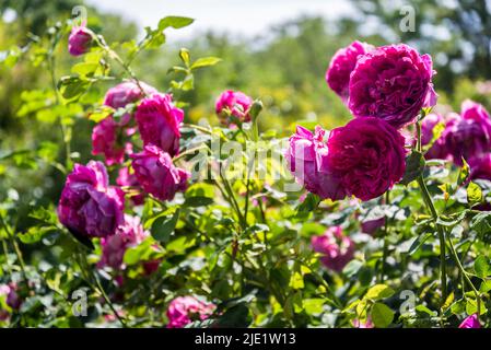 Rosa (Dame de Megginch) = 'Ausvolume' Banque D'Images