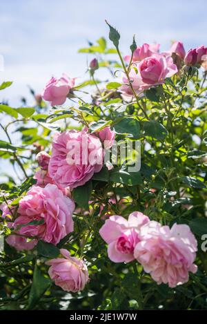 Rose Wisley, rose anglaise ancienne, Rosa Wisley 2008 « Ausbreeze » Banque D'Images