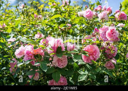 Rose Wisley, rose anglaise ancienne, Rosa Wisley 2008 « Ausbreeze » Banque D'Images