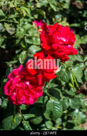 Rosa My Valentine ('Korculma') Banque D'Images