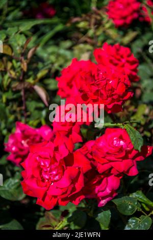 Rosa My Valentine ('Korculma') Banque D'Images