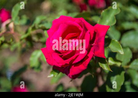 Rosa My Valentine ('Korculma') Banque D'Images