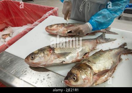 East Peoria, Illinois - les travailleurs de Sorce Freshwater traitent et empaquèrent la carpe argentée (Hyphthalmichthys molitrix) capturée dans la rivière Illinois. Un inv Banque D'Images