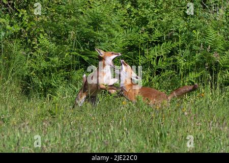 Deux kits de jeunes renards rouges au jeu-Vulpes vulpes. Banque D'Images
