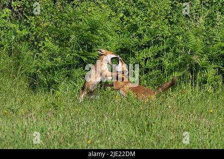 Deux kits de jeunes renards rouges au jeu-Vulpes vulpes. Banque D'Images