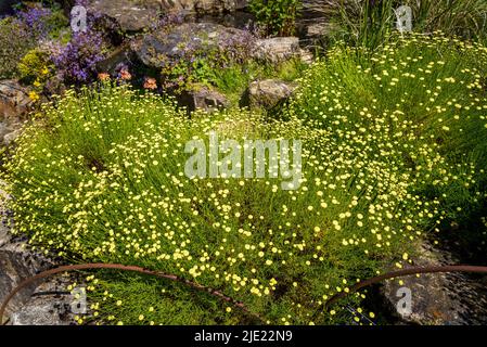 Tansy, The Rock Garden, RHS Wisley Gardens, Surrey, Angleterre, ROYAUME-UNI Banque D'Images