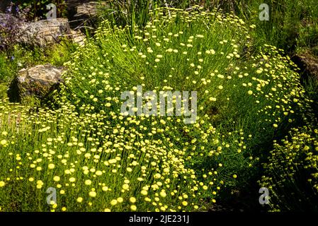 Tansy, The Rock Garden, RHS Wisley Gardens, Surrey, Angleterre, ROYAUME-UNI Banque D'Images