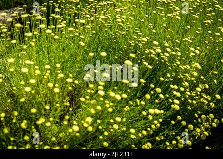 Tansy, The Rock Garden, RHS Wisley Gardens, Surrey, Angleterre, ROYAUME-UNI Banque D'Images