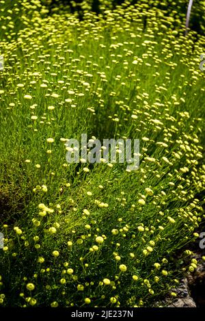 Tansy, The Rock Garden, RHS Wisley Gardens, Surrey, Angleterre, ROYAUME-UNI Banque D'Images