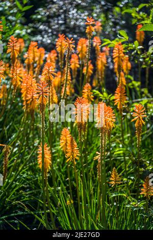 Kniphofia 'Fiery Fred', Red Hot poker 'Fiery Fred' Banque D'Images