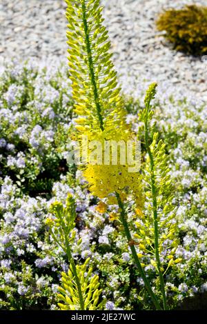 Bougie désert, queue de renard Lily Eremmurus 'Tap Dance' Eremmurus fleur jaune pic Banque D'Images