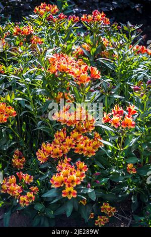 Alstroemeria (été indien) + Toronto' (Summer Paradise Series), nénuphars péruviens Banque D'Images