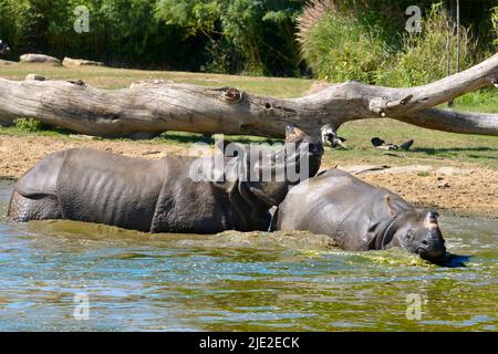 Rhinocéros indiens (Rhinoceros unicornis) jouant dans l'eau Banque D'Images