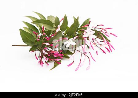 Fleurs et bourgeons de jasmin roses isolés sur fond blanc Banque D'Images