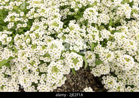 Fleur blanche Lobularia maritima 'Snow Crystals', Sweet Alyssum Flowers Banque D'Images