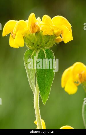 Sage de Jérusalem, Phlomis mobullensis, Fleur Banque D'Images