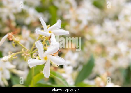 fleur de jasmin étoile sur fond flou trachelospermum jasminoides Banque D'Images