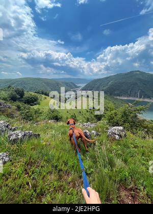 Vizsla chien en laisse randonnée dans les montagnes Banque D'Images