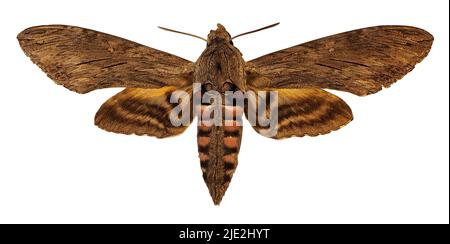 Convolvulus Hawk-moth (Agrius convolvuli) isolé sur fond blanc Banque D'Images