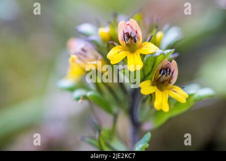 Euphrasia minima est une plante du genre Euphrasia, de la famille des Orobanchaceae. Banque D'Images