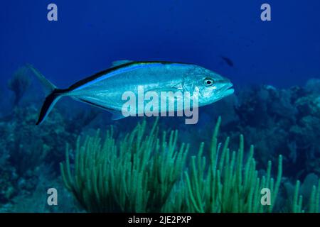 Bar Jack nageant sur le récif de corail à Little Cayman Island dans les Caraïbes Banque D'Images