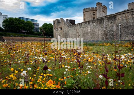 Fleurs sauvages d'été 'Superbloom' exposées dans les douves à la Tour de Londres, en Angleterre, célébrant le jubilé de platine de HM la Reine. Banque D'Images