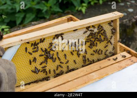La main de apiculteur prend un cadre avec un nid d'abeille et demi-couvert de miel de la ruche dans un apilier. Image de concept de apiculture. Gros plan, mise au point sélective Banque D'Images