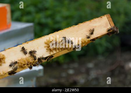 Les abeilles font des nids d'abeilles sur les bords du cadre de la ruche lors d'une journée d'été ensoleillée dans un apiaire. Image de concept de apiculture. Gros plan, mise au point sélective Banque D'Images