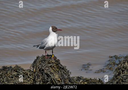 Guette à tête noire (Chrocicocephalus ridibundus) en plumage d'été. L'oiseau a été entouré de couleurs dans le cadre d'un projet d'étude Banque D'Images