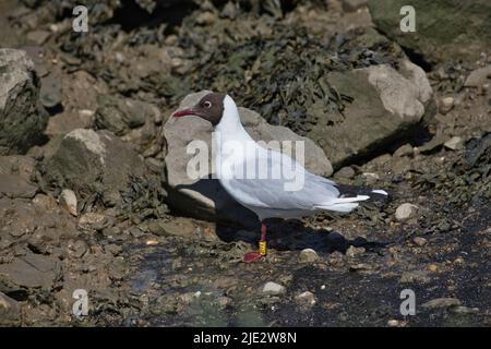 Guette à tête noire (Chrocicocephalus ridibundus) en plumage d'été. L'oiseau a été entouré de couleurs dans le cadre d'un projet d'étude Banque D'Images