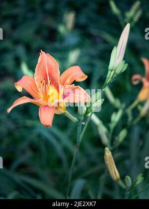 Lilium lancifolium, un nénuphar orange ou un nénuphar, qui brille au soleil sur un fond vert flou, printemps, été, Pennsylvanie Banque D'Images