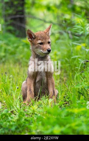 Coyote Pup (Canis latrans) est assis dans Grass Listening Summer - animal captif Banque D'Images