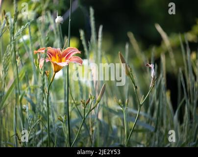 Lilium lancifolium, un nénuphar orange ou un nénuphar, qui brille au soleil sur un fond vert flou, printemps, été, Pennsylvanie Banque D'Images