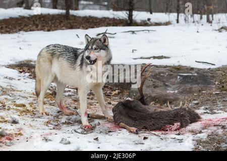 Loup gris (Canis lupus) tient bouche ouverte sur les restes de cerf hiver - animal captif Banque D'Images