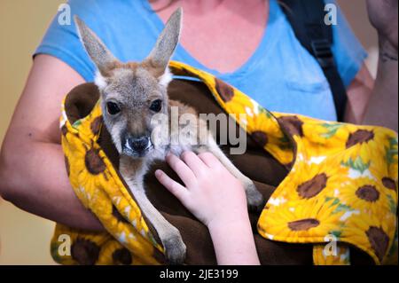 Shelby, un bébé kangourou visite une école de bible de vacances en Alabama. Banque D'Images