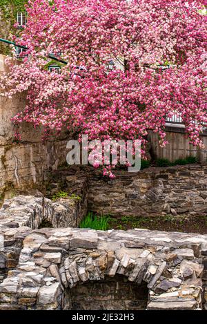 Québec, Canada - 23 mai 2022 : fleurs et site archéologique sur le parc de la Cetière Banque D'Images