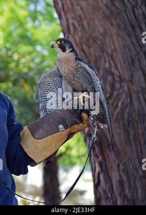 faucon pèlerin, Falco peregrinus, dans le cadre d'un programme d'enseignement scientifique Wildmind à la bibliothèque Union City, en Californie Banque D'Images