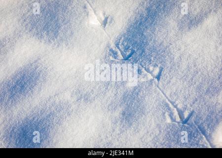 Empreintes d'animaux dans la neige, froid hiver de chasse concept. Banque D'Images