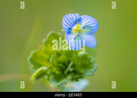 Gros plan de Veronica persica, fleur speedwell pétales bleus fleuissant pendant la saison de printemps. Banque D'Images