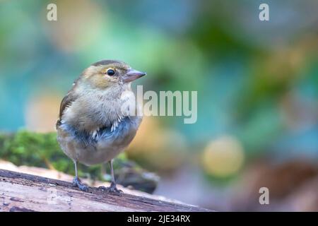 Libre d'une femme, Fringilla coelebs chaffinch, perché dans un arbre Banque D'Images