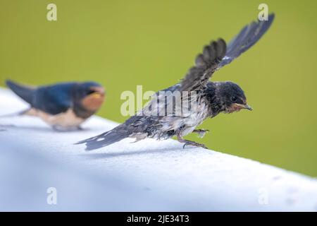 Barn Swallow, Hirundo rustica, les poussins étant nourris.Un grand groupe de ces étables de grange permet de chasser et de chasser les insectes et de prendre leur repos occasionnel sur Banque D'Images