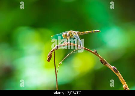 Vue d'un commun Darter, Sympetrum striolatum, femelle avec ses ailes s'étaler il sèche ses ailes dans le début, lumière chaude du soleil Banque D'Images