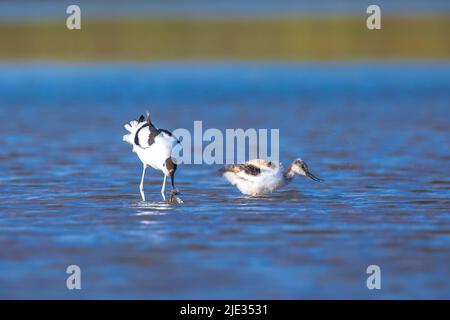 Pied Avocet, Recurvirostra avosetta; parent s'occuper de la recherche de poussins dans l'eau Banque D'Images