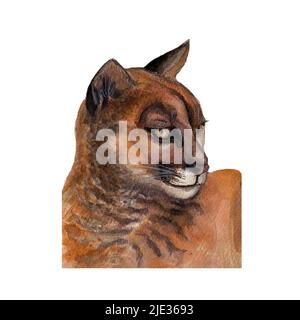 Illustration aquarelle du couguar animal de forêt isolé sur fond blanc, portrait réaliste d'un couguar, tête de Puma, cabane de savane, chat sauvage Banque D'Images