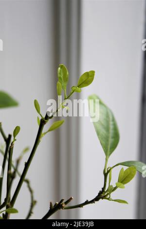 Orange de Calamondin. Gros plan des nouvelles feuilles de croissance qui s'éparpchent des anciennes branches. Les feuilles sont vertes, avec des branches brunes, isolées sur blanc. Banque D'Images