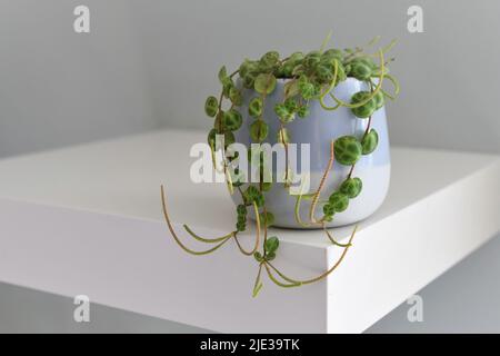 Une chaîne de tortues (Peperomia prostrata) abrite une plante dans un pot bleu, isolé sur une étagère blanche et un fond gris-vert. Orientation paysage. Banque D'Images
